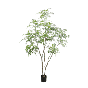 Bamboe boom 240cm potplant met meerdere dunne takken en trossen slanke groene bladeren, geïsoleerd op een witte achtergrond.
