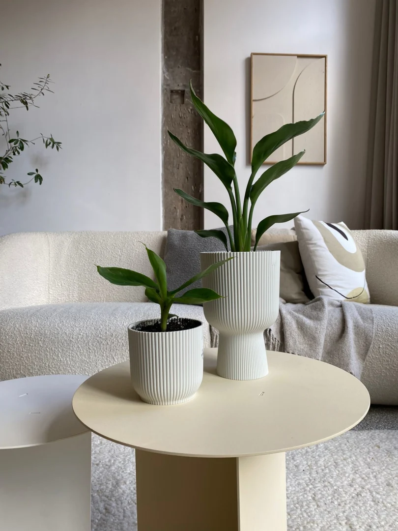 Twee groene potplanten in witte geribbelde plantenbakken staan op de Lucca Ronde bijzettafel in wit/crème, gestyled in een moderne woonkamer met een crèmekleurige bank, een deken met textuur, een abstract kussen en neutrale muurkunst.