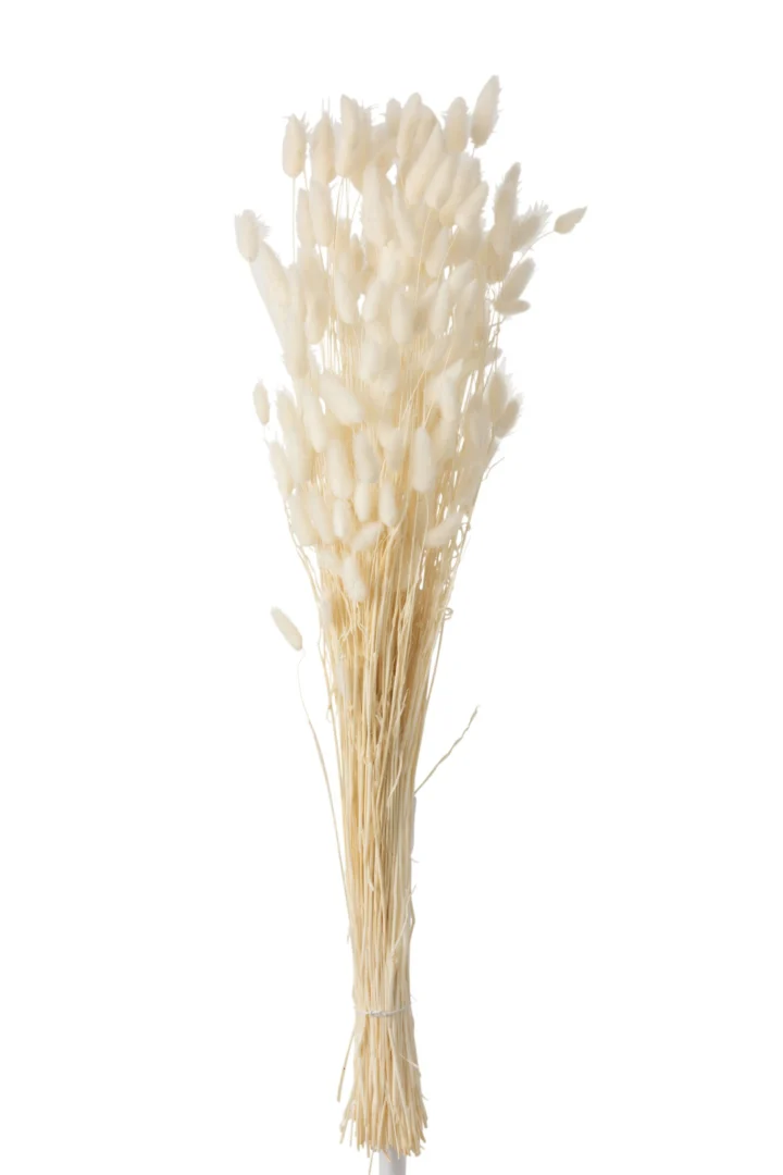 Droogbloemen Taallello Gras Wit - Afbeelding 3