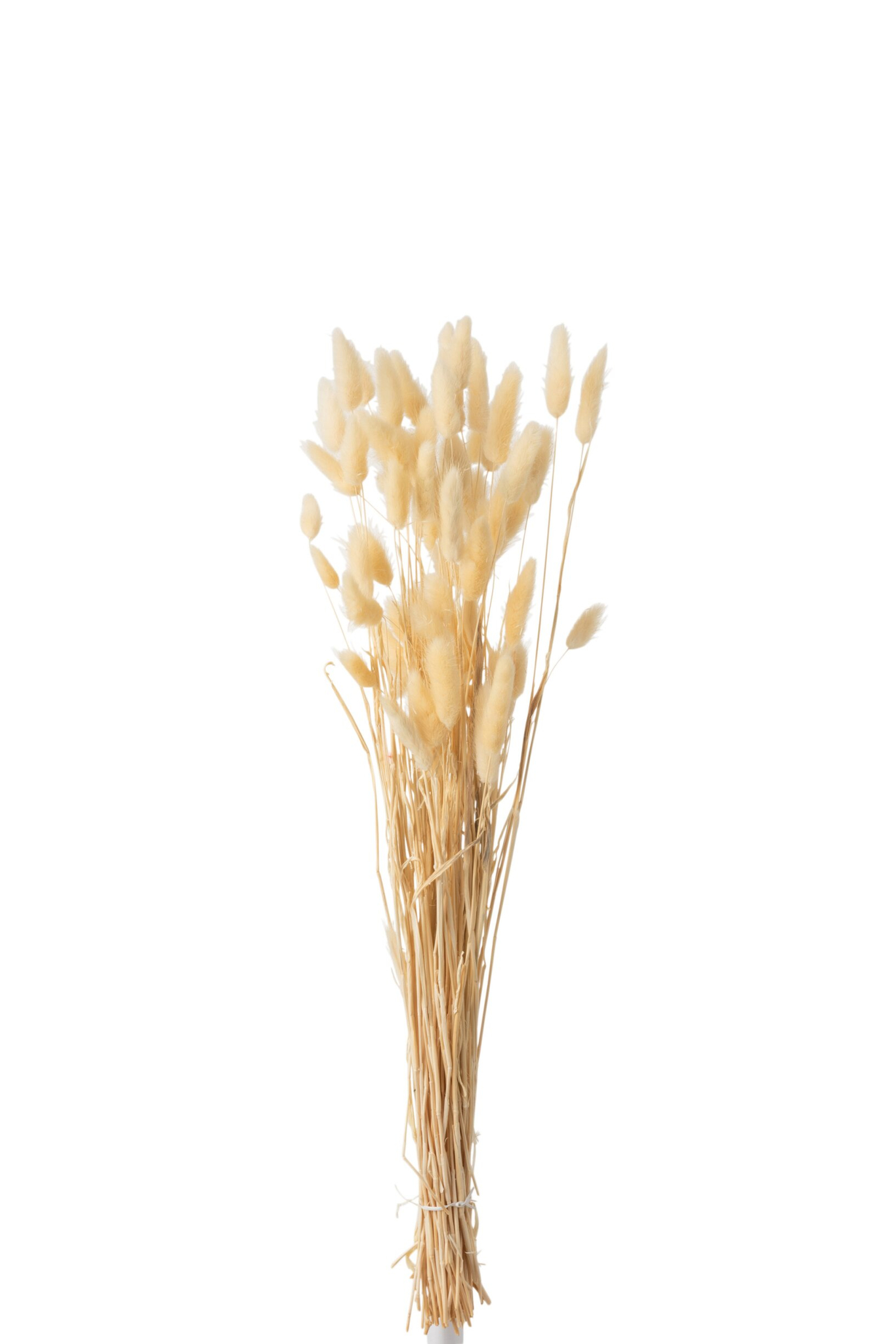 Droogbloemen Greennun Gras Naturel - Afbeelding 3