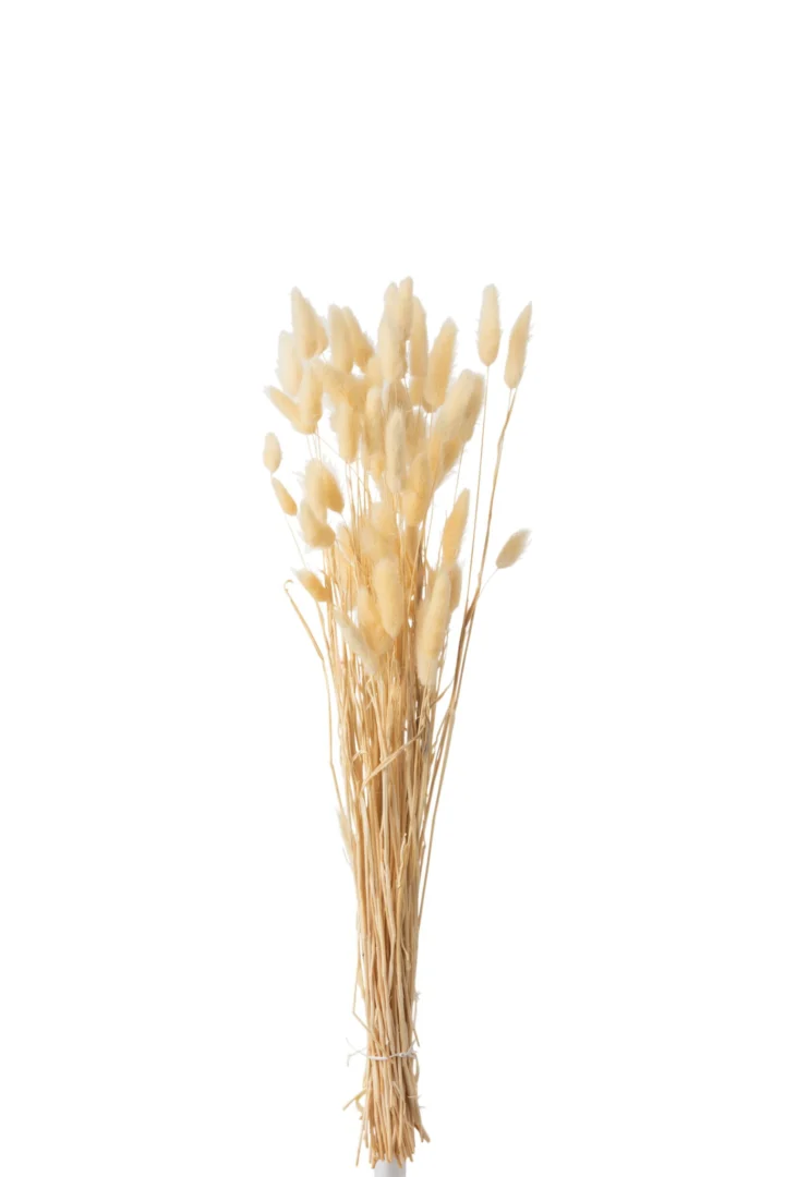 Droogbloemen Greennun Gras Naturel - Afbeelding 3