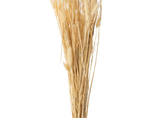 Droogbloemen Brado Gras Naturel bundel bunnytail in zachte naturel tinten, 80 cm hoog
