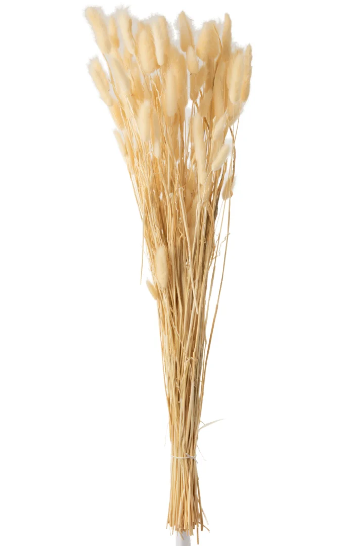 Droogbloemen Brado Gras Naturel bundel bunnytail in zachte naturel tinten, 80 cm hoog