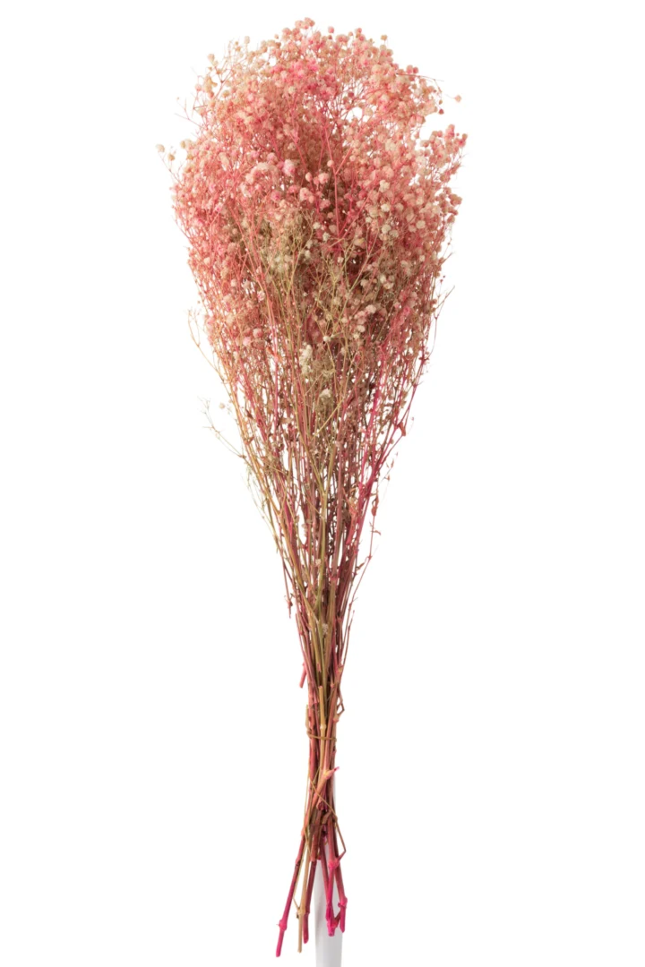 Droogbloemen Haassena Gras Roze - Afbeelding 2