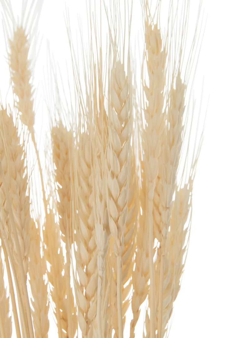 Droogbloemen Faadel Gras naturel, luchtige bos van gedroogd gras met zachte tarwearen in warme beige tint