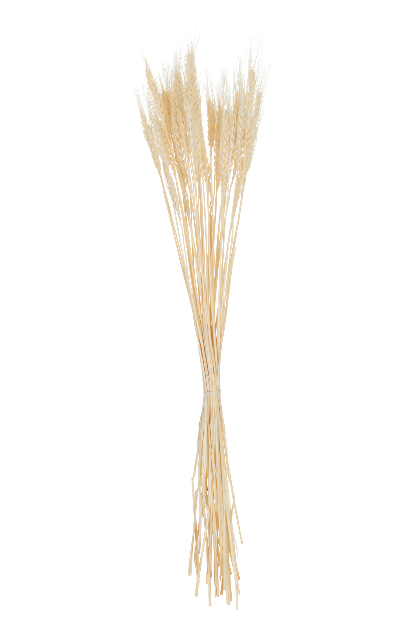 Droogbloemen Faadel Gras Naturel - Afbeelding 3