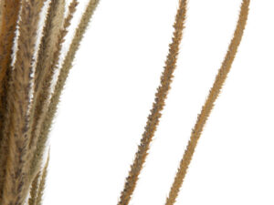Droogbloemen Daunal Gras Naturel