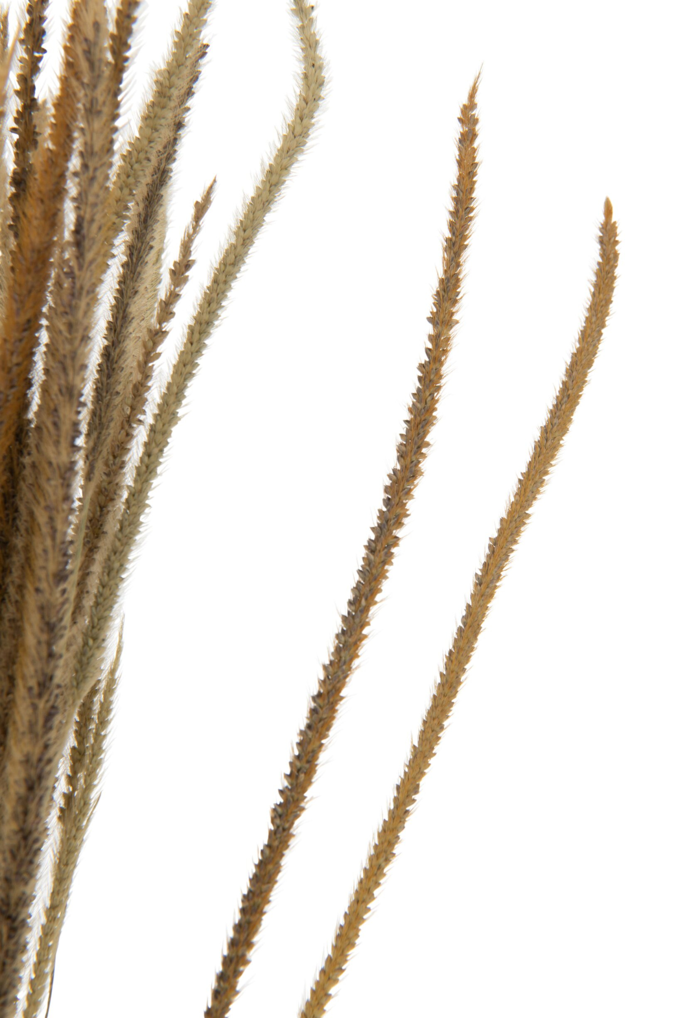 Droogbloemen Daunal Gras Naturel