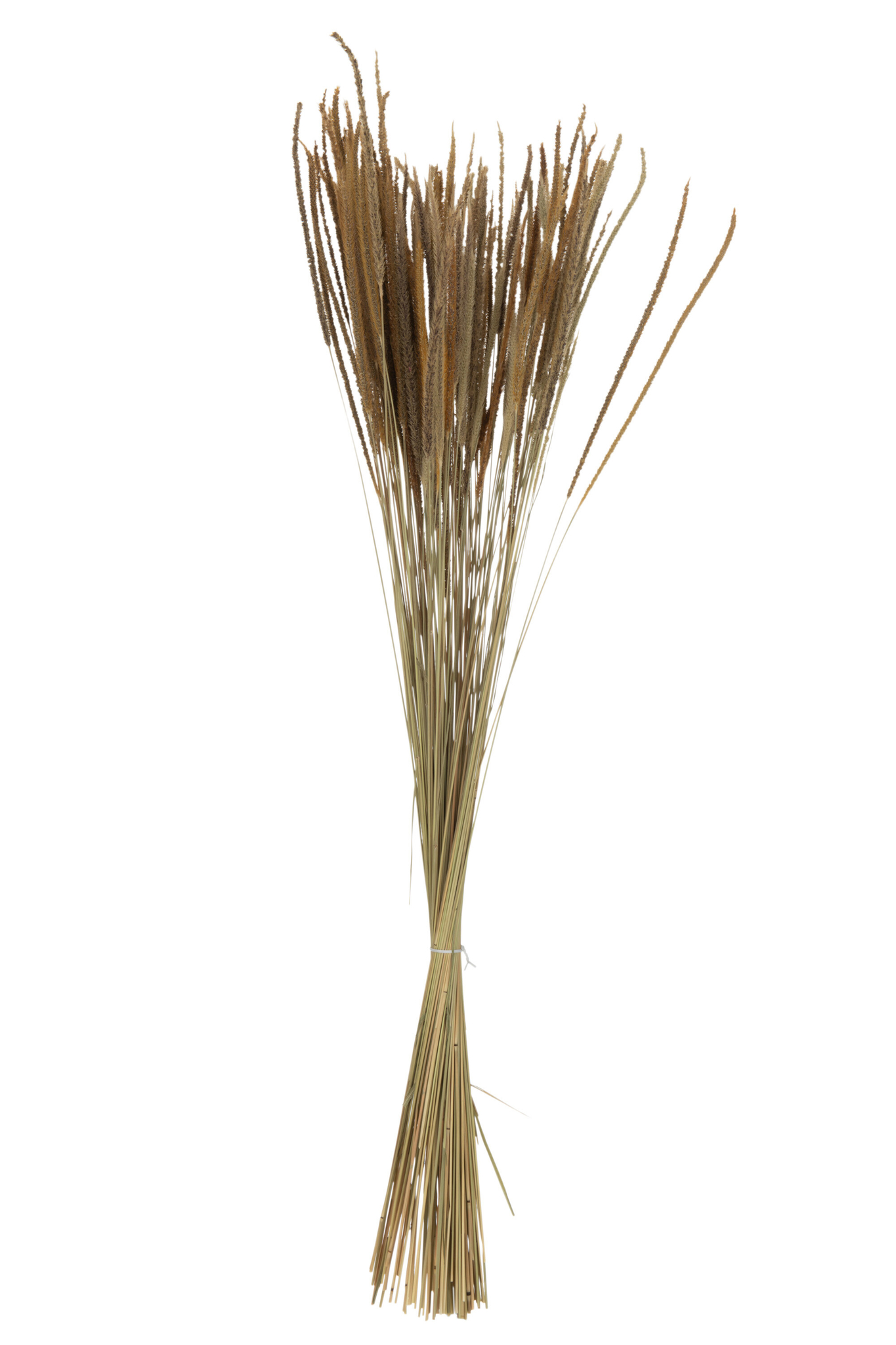 Droogbloemen Daunal Gras Naturel - Afbeelding 5