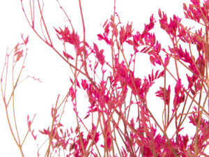 Droogbloemen Klunnas Gras Roze