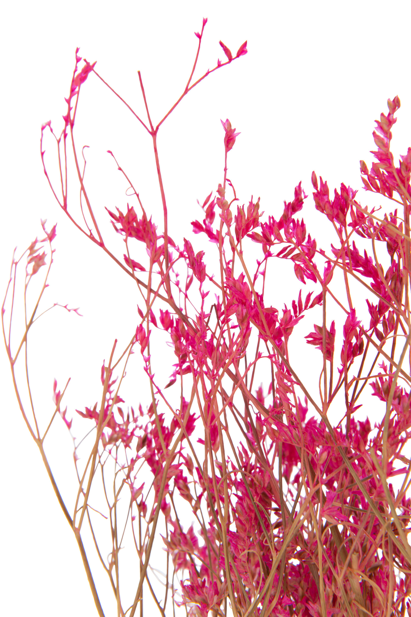 Droogbloemen Klunnas Gras Roze