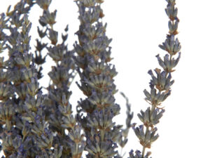 Droogbloemen Gentura Gras Paars