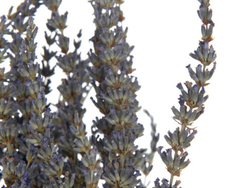 Droogbloemen Gentura Gras Paars, slanke lavendelbundel met luchtige paarse bloemen voor een natuurlijke sfeer