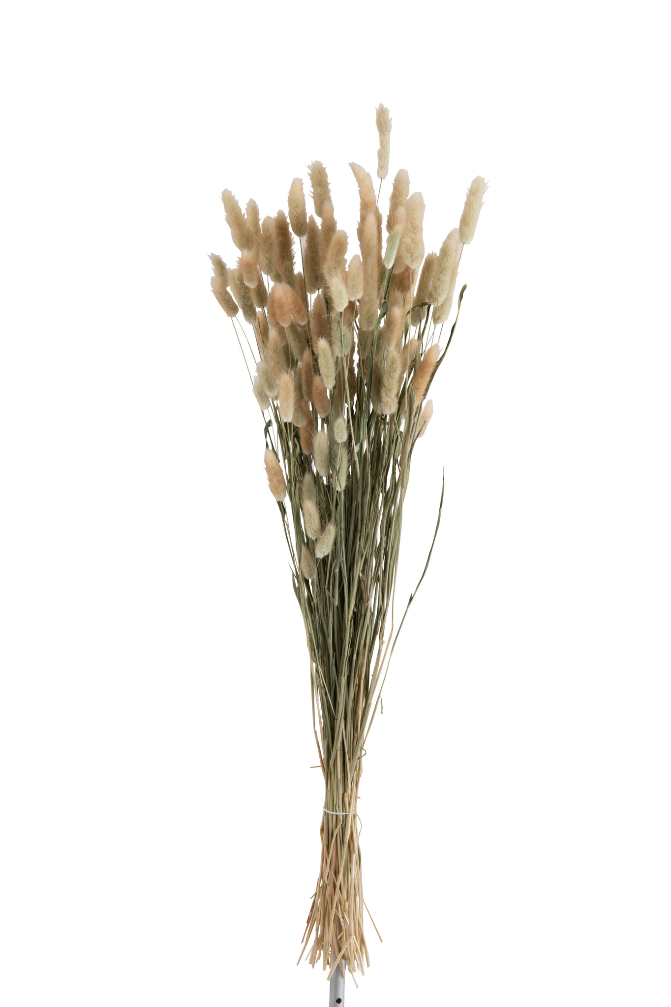 Droogbloemen Hooris Gras Naturel - Afbeelding 3
