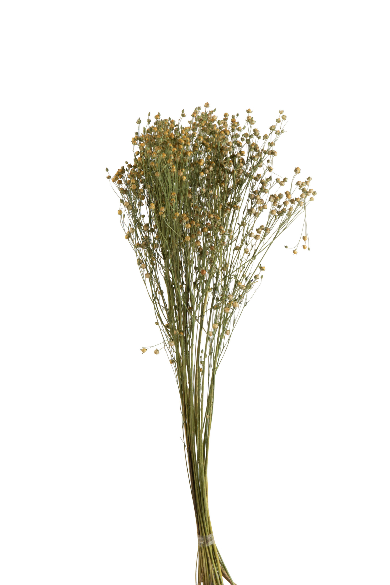 Droogbloemen Stelly Gras Geel - Afbeelding 3