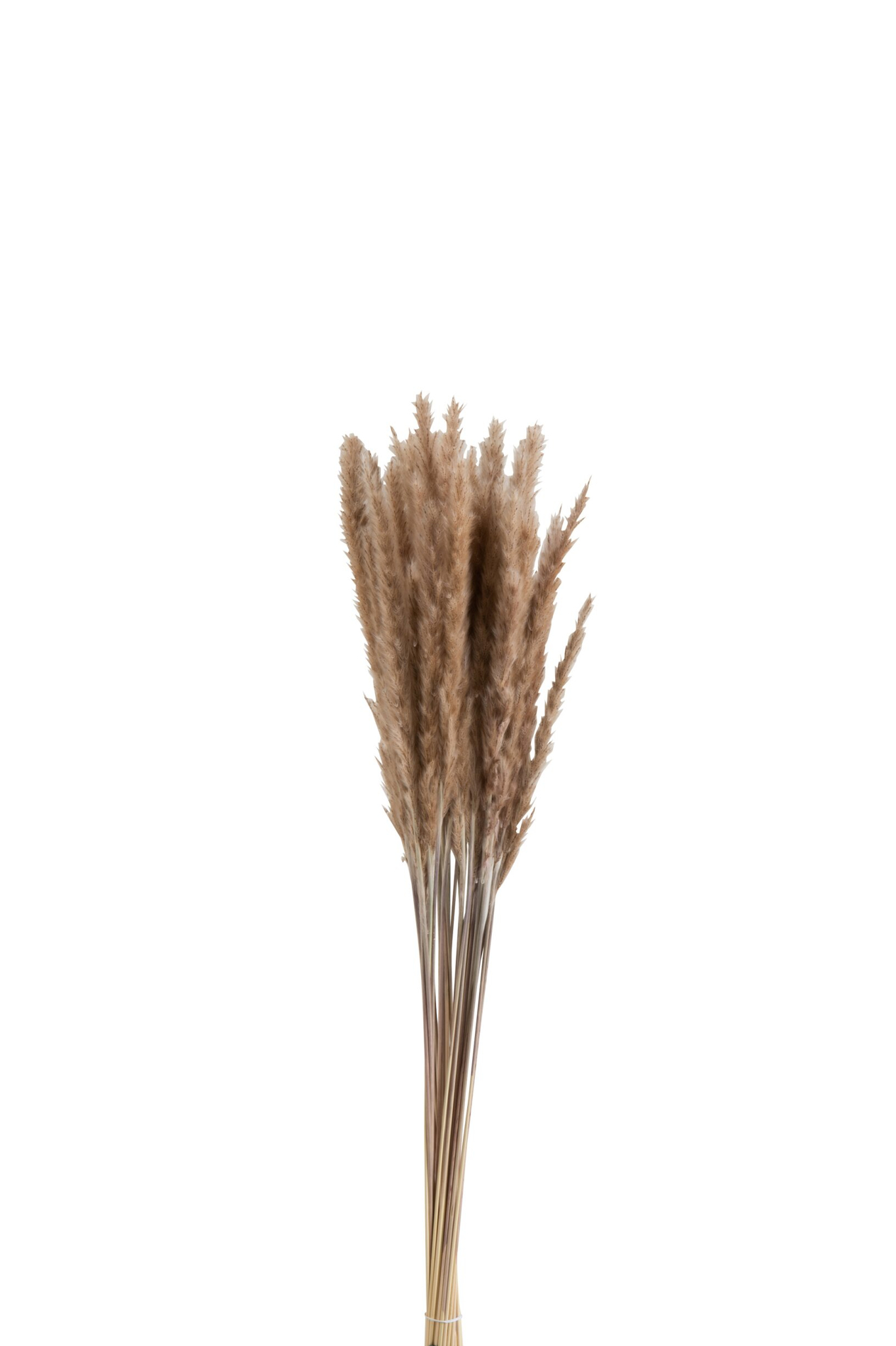 Droogbloemen Cimmund Gras Naturel - Afbeelding 5