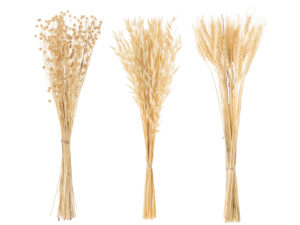Droogbloemen Lahaina Gras Naturel - Set van 3