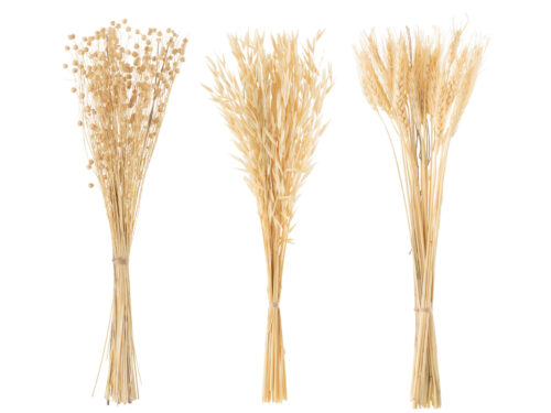 Droogbloemen Lahaina Gras naturel, set van 3 luchtige boeketten met zachte, natuurlijke uitstraling