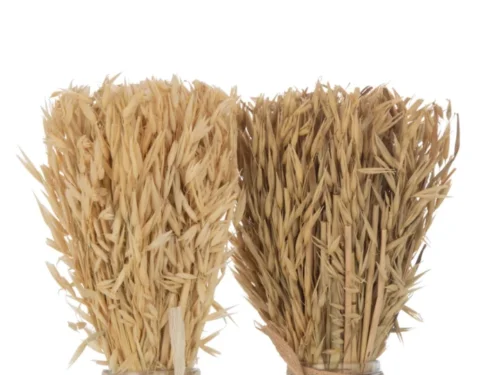 Vaas Looldino Gras Naturel set van 2, glazen vazen met gedroogde Avana-grasbundels en naturel uitstraling