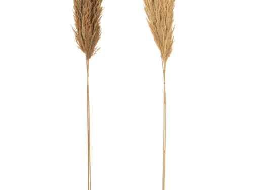 Droogbloemen Graube Gras Naturel set van 2 pampaspluimen in warme natuurlijke tinten, hoge slanke stelen