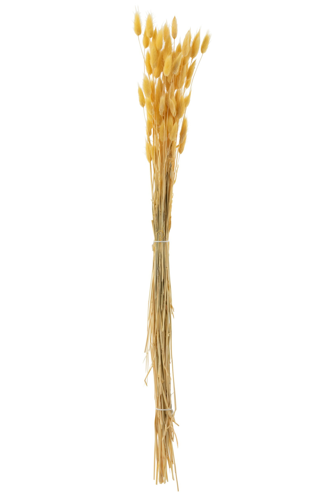 Droogbloemen Jeevir Geel