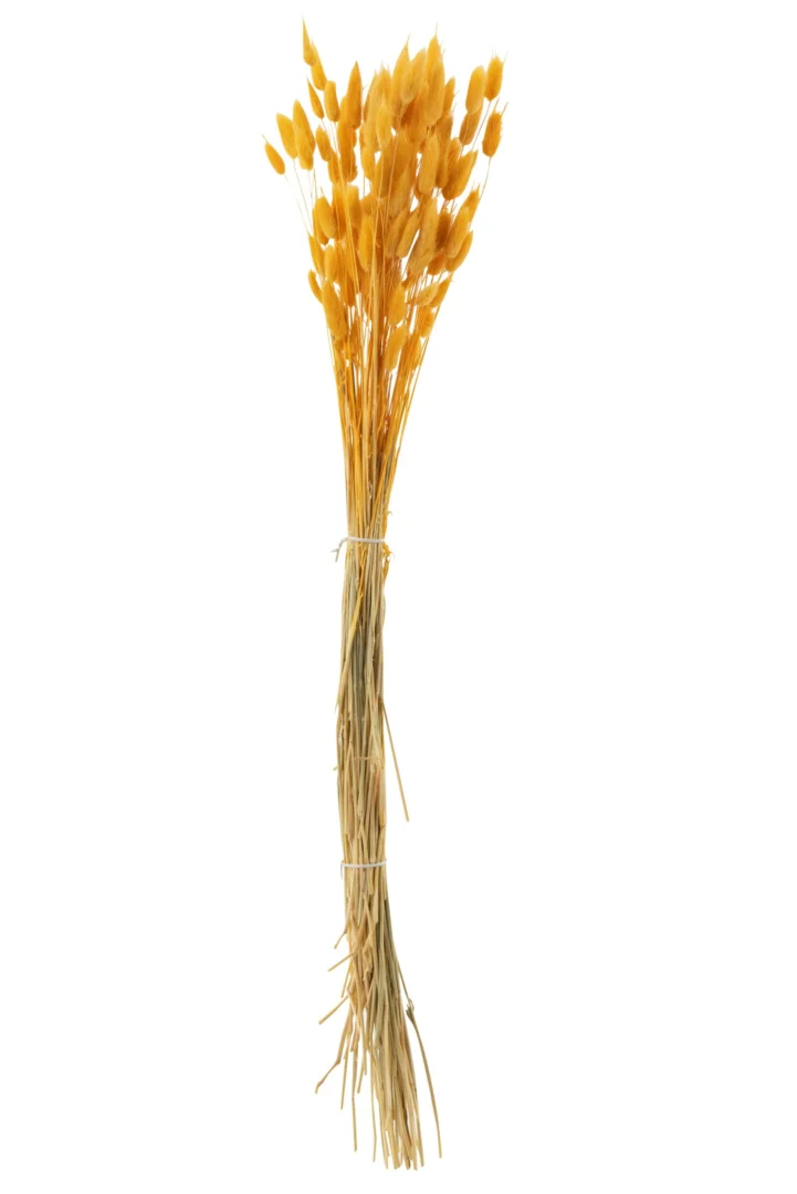 Droogbloemen Pruki Oranje - Afbeelding 4