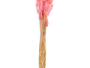 Droogbloemen Peentond Roze