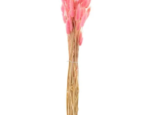 Droogbloemen Peentond Roze bundel met zachte roze Bunnytail pluimen en natuurlijke, speelse uitstraling