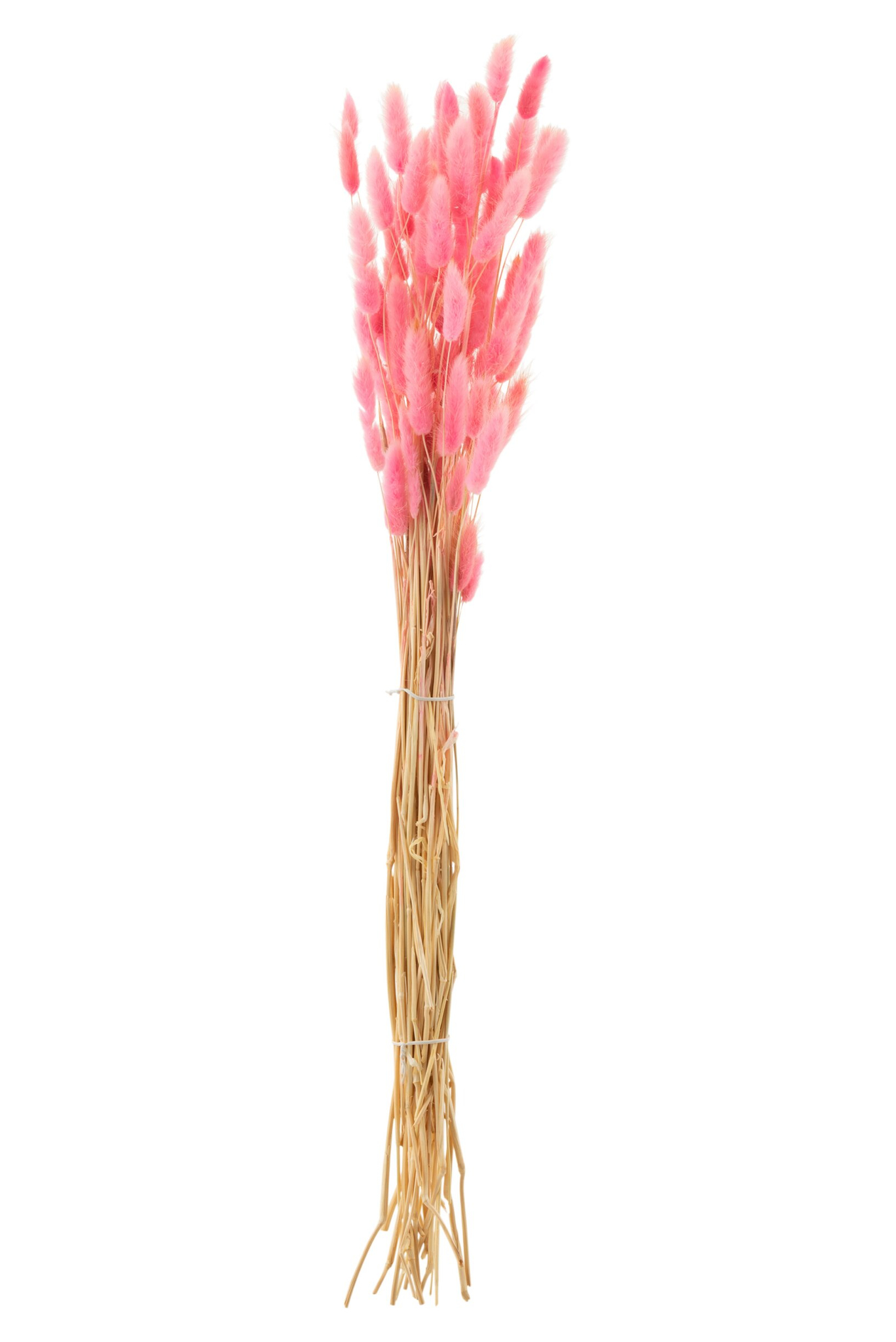 Droogbloemen Peentond Roze