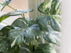 Kunstplant Vieva Polyethyleen Groen H43 cm