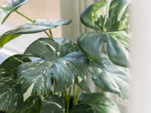 Kunstplant Vieva Monstera in groene pot, 43 cm, met realistische bladeren en frisse uitstraling