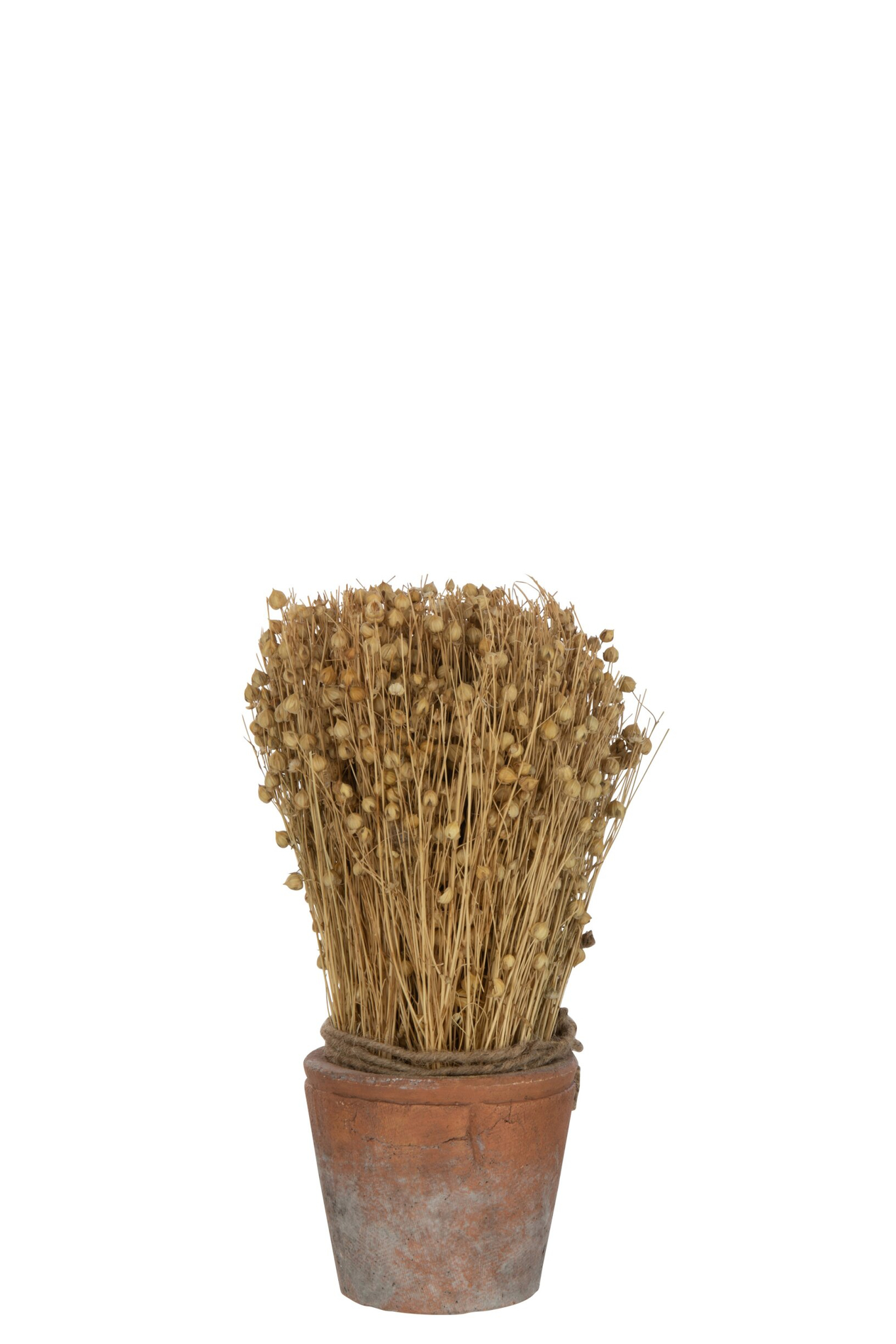 Droogbloemen Kloorni Gras Naturel - Afbeelding 2