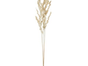 Droogbloemen Breinto Gras Naturel