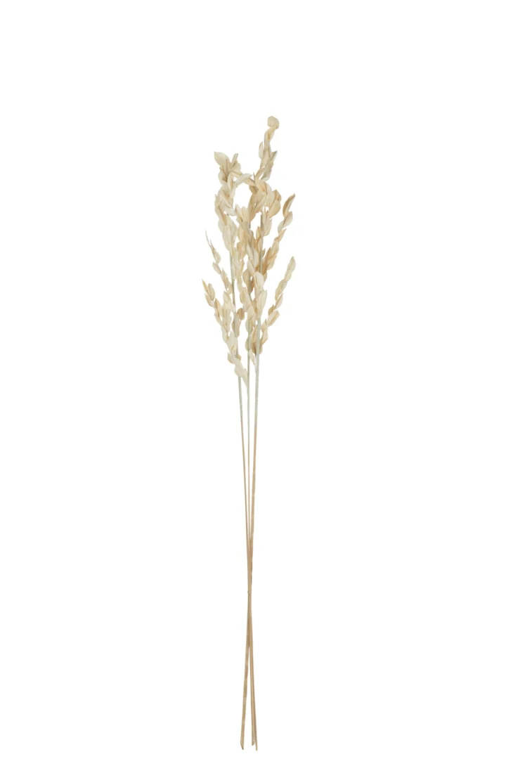 Droogbloemen Breinto Gras Naturel, hoge slanke takken in zachte naturel tint voor een rustige interieurlook