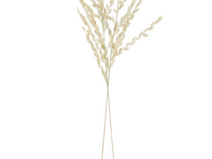 Droogbloemen Filla Gras Naturel