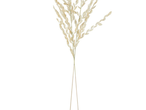 Droogbloemen Filla Gras naturel, hoge decoratieve bladeren met luchtige vorm en rustige uitstraling