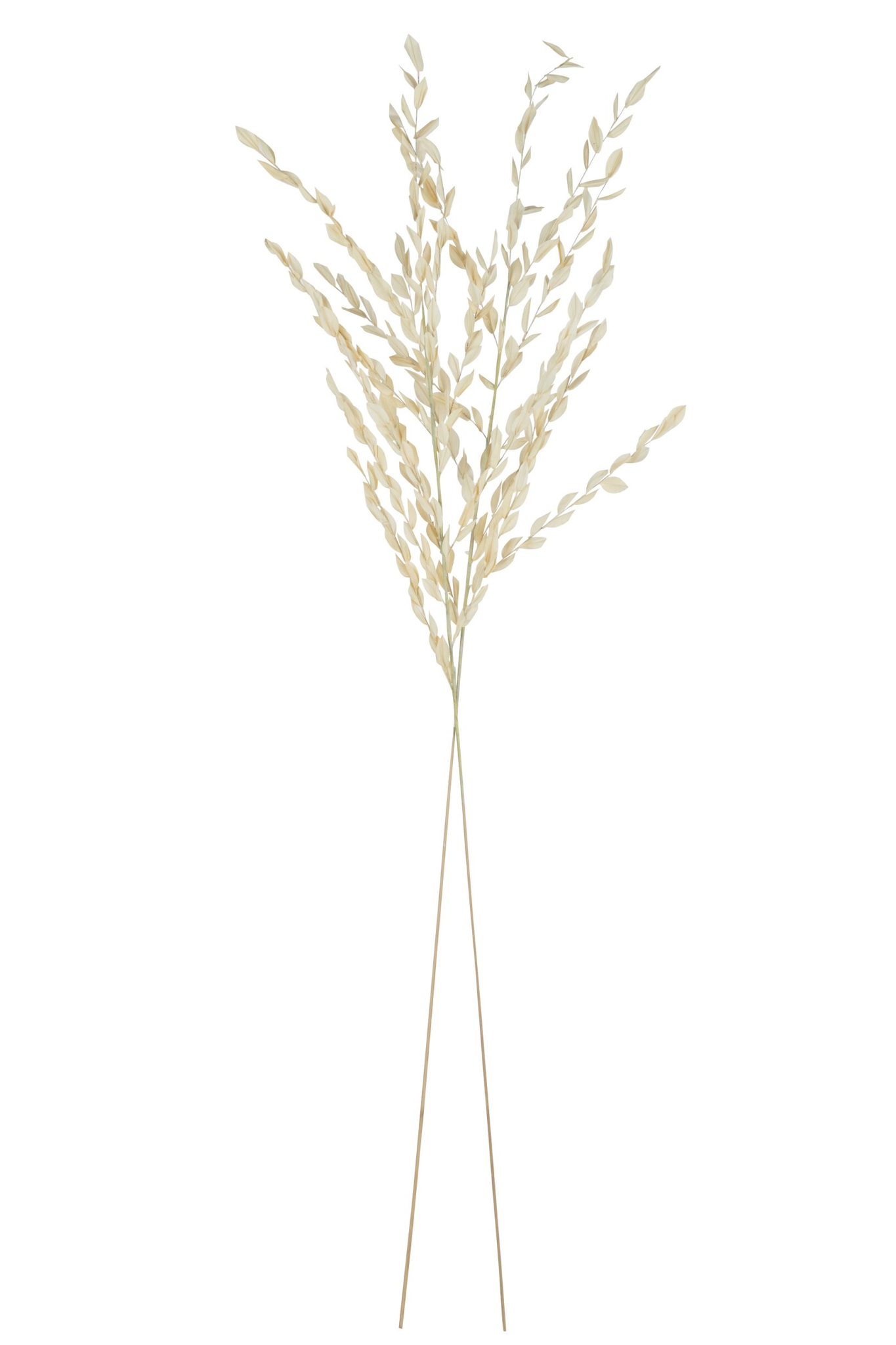 Droogbloemen Filla Gras Naturel