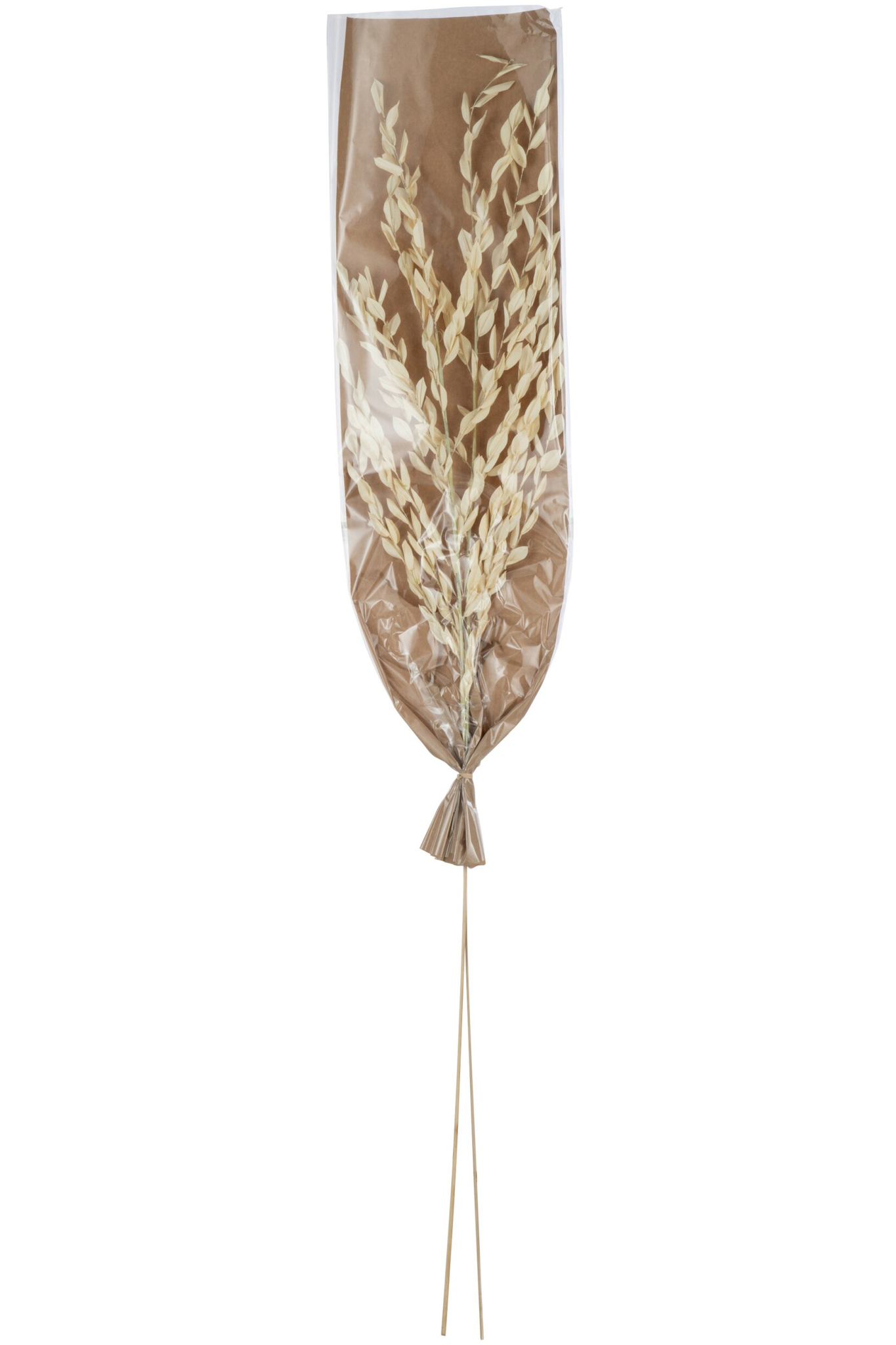 Droogbloemen Filla Gras Naturel - Afbeelding 3