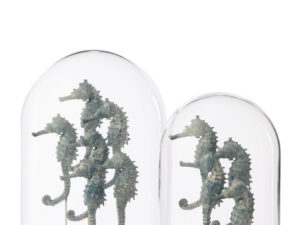 Decoratie Skooris Glas Blauw
