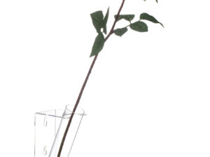 Bloemenhouder Nobello Acryl Transparant