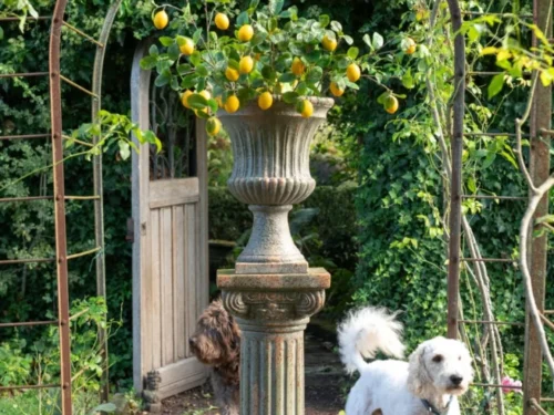 Decoratiefruit Jurnak groen, lange slanke tak met gele vruchten in een sierlijke tuinsetting