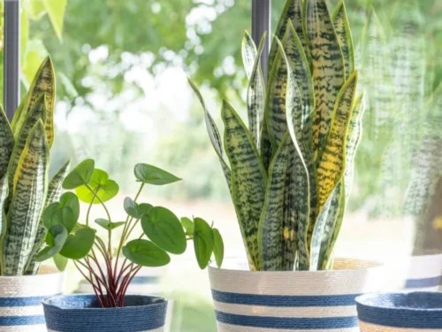 Bloempot Corvo Papier Wit set van 2 met blauw-witte strepen, gevuld met kamerplanten op een vensterbank