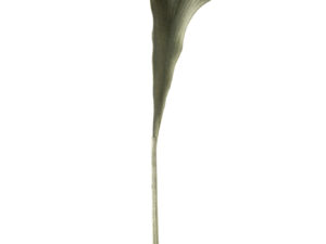 Decoratie Taubia Groen