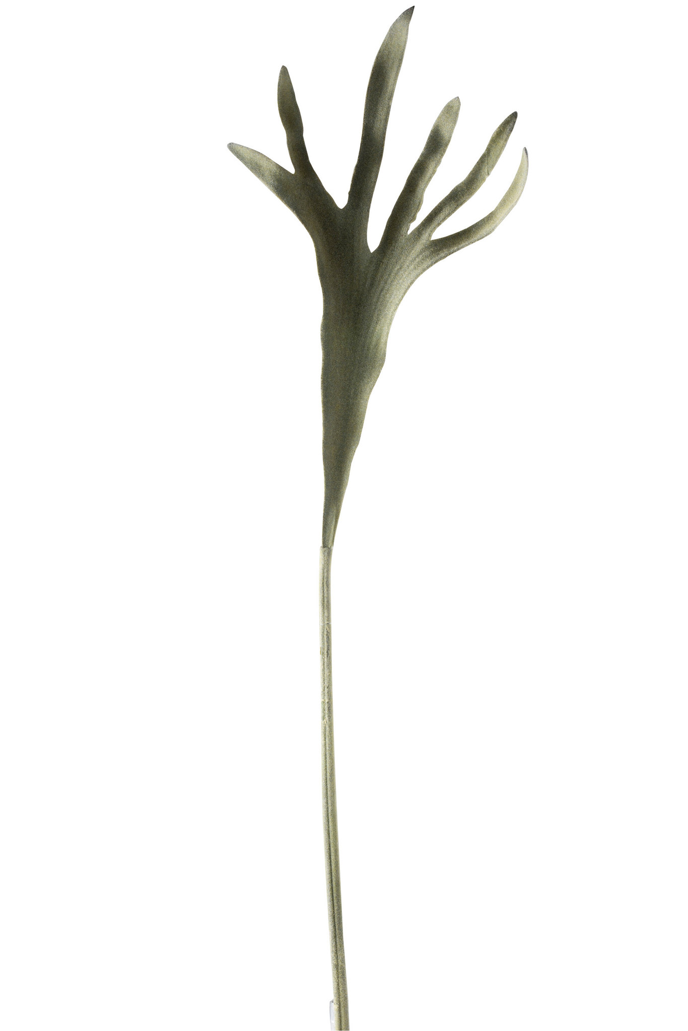 Decoratie Taubia Groen