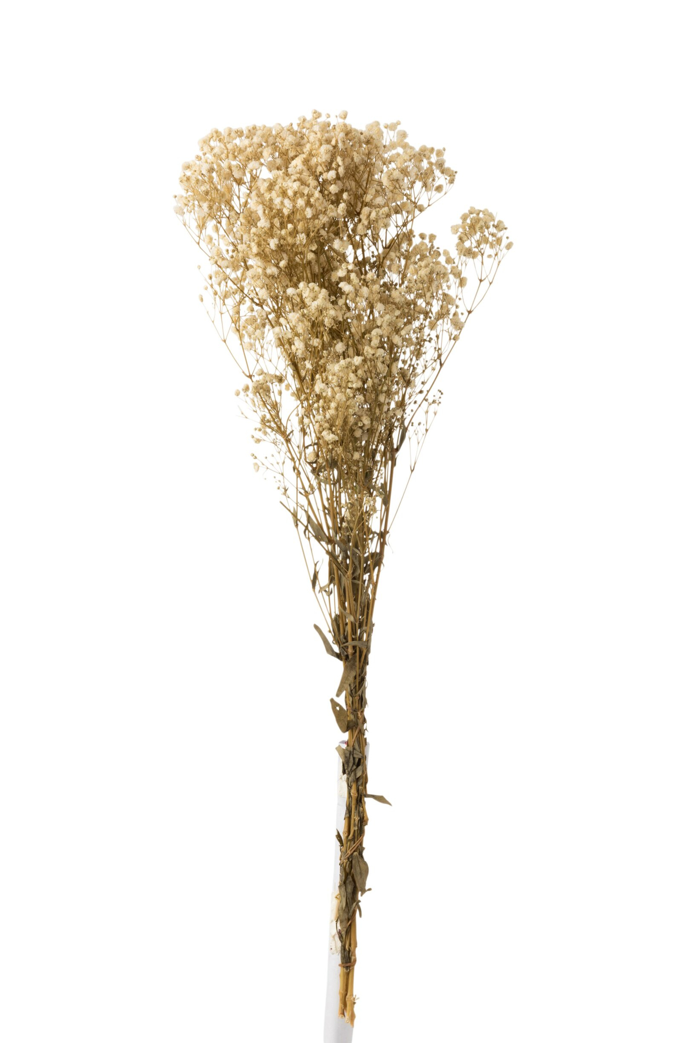 Droogbloemen Prabine Gras Wit - Afbeelding 3
