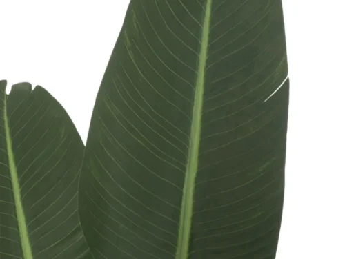Kinsello kunstplant Strelitzia met grote groene bladeren, realistische stoflook en natuurlijke uitstraling, 189 cm