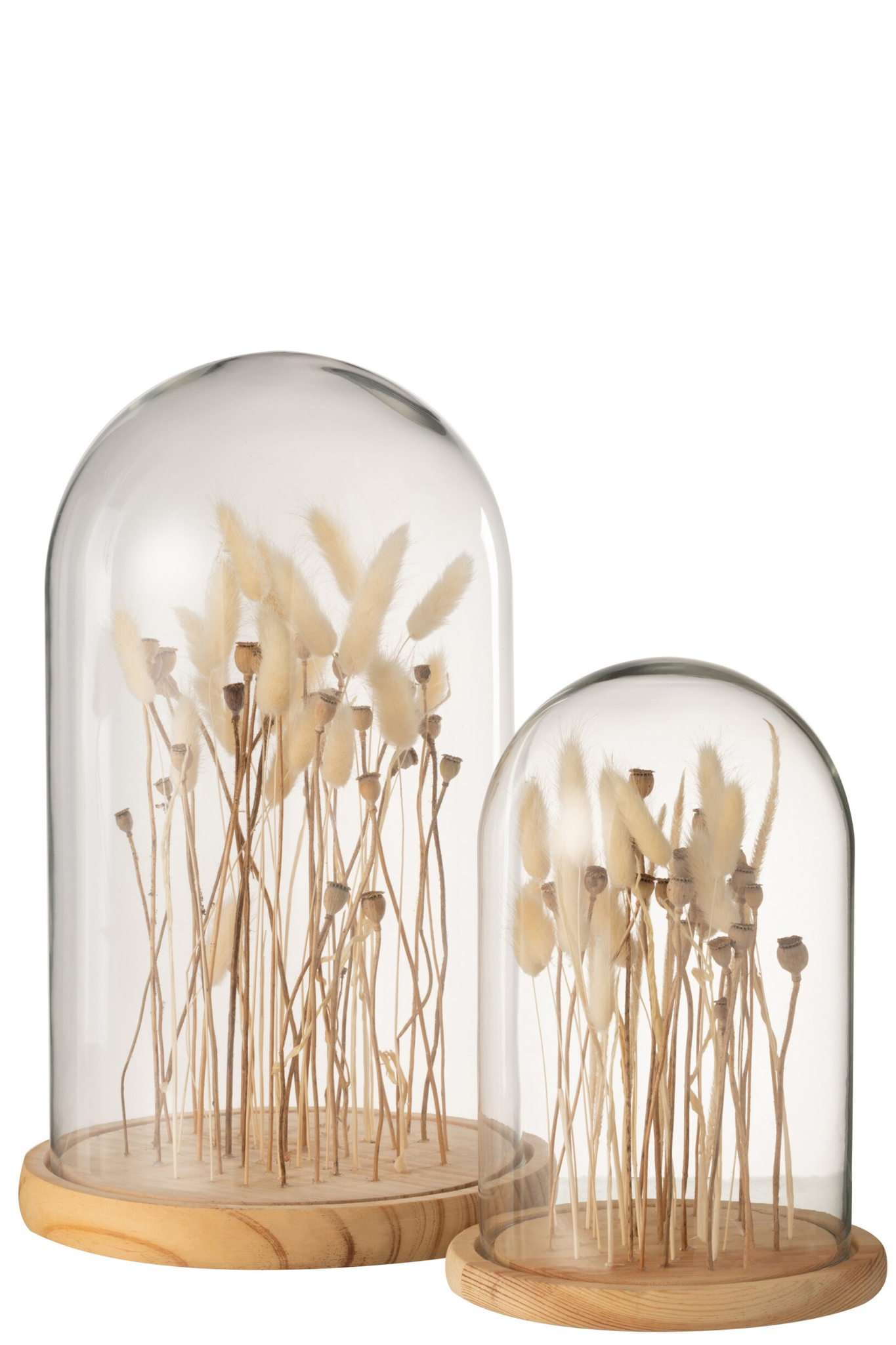 Droogbloemen Dannik Glas Transparant