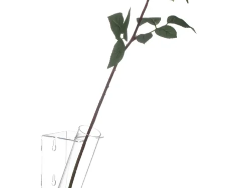 Bloemenhouder Kerno Acryl Transparant met slanke buis en witte roos, modern en licht design