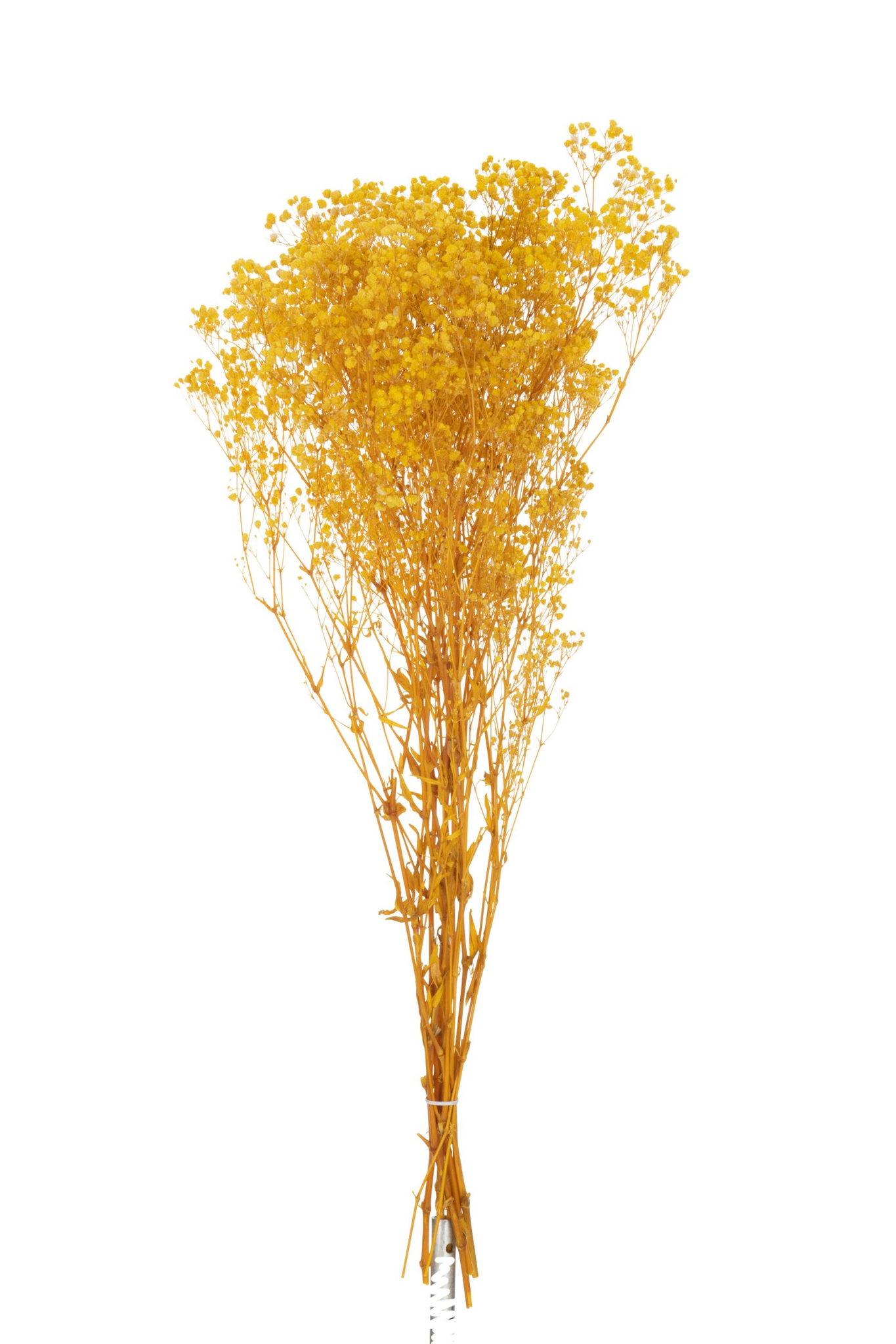 Droogbloemen Naubia Gras Geel - Afbeelding 2
