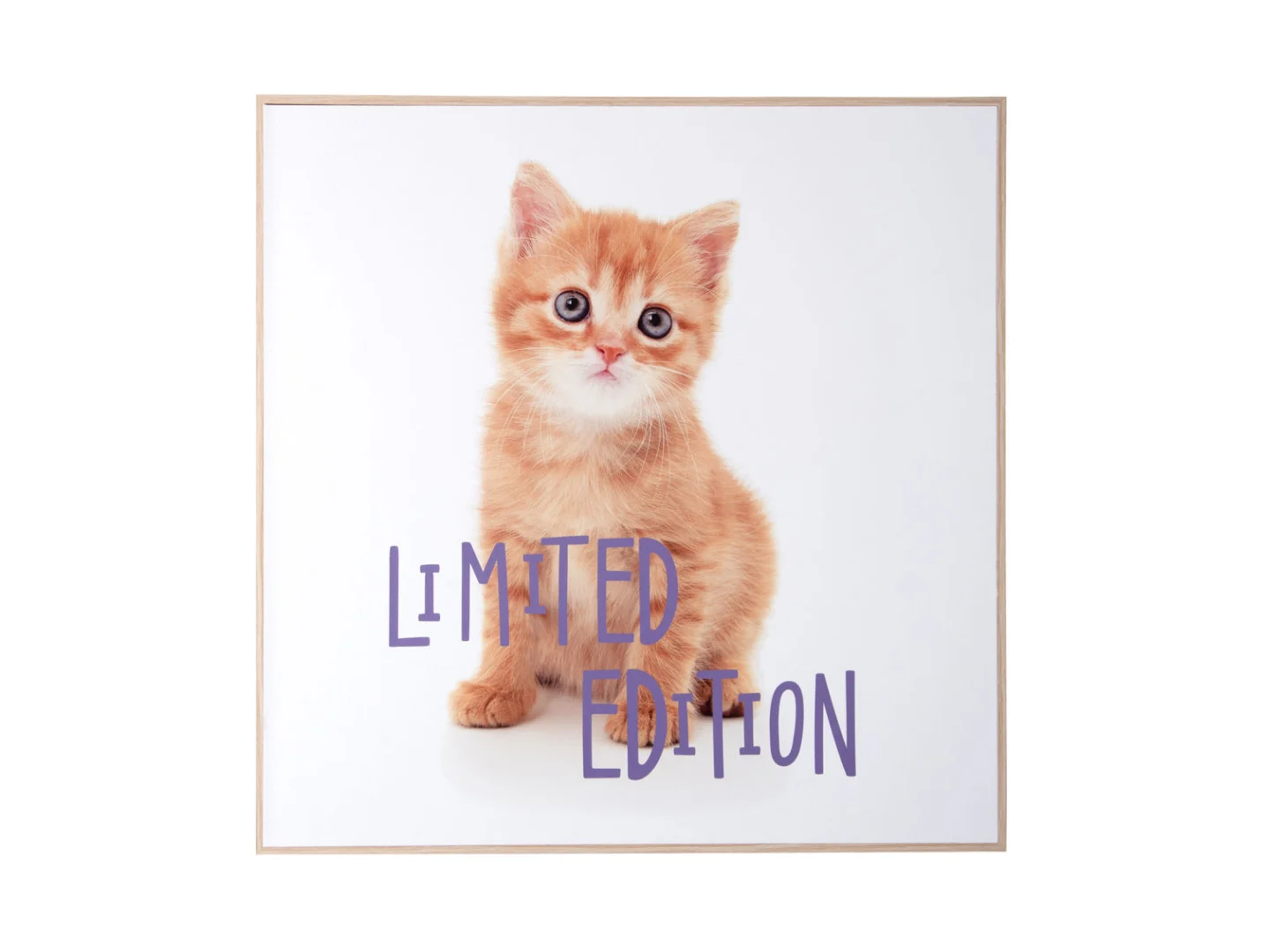 Wanddecoratie Kannek Paars met schattig kitten, Limited Edition tekst en houten frame, 40x40 cm